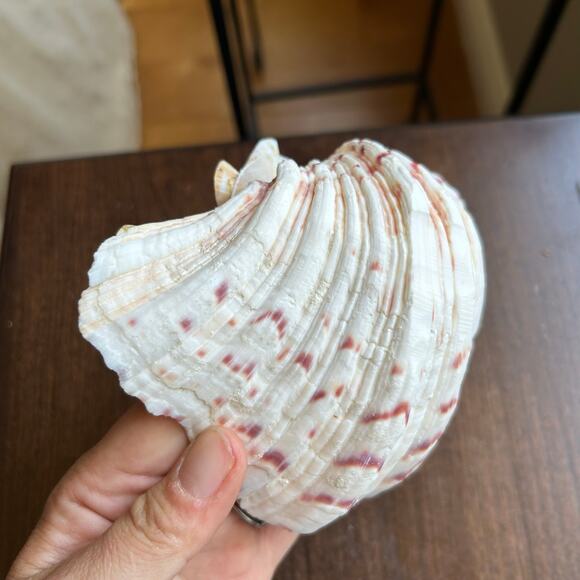 Natural clam shell soap dish - Picture 6 of 7